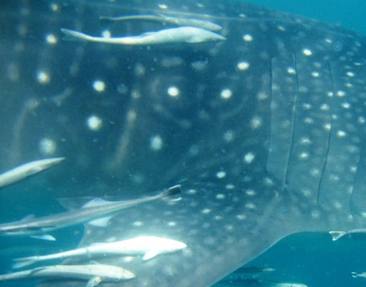 a03f95b0-98b5-4aba-947e-2575d20dc7b9