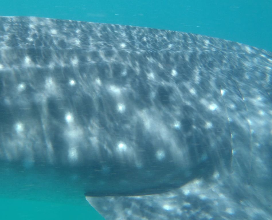 09ea06a3-5ad7-45d3-b86f-473a945226cc