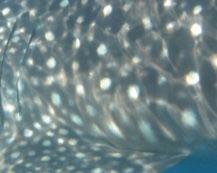 f0171ab2-27c5-4889-95ec-01f58ffccf77