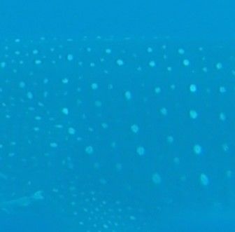 14a2cdfe-b5a9-4220-9180-e70f32eb3fc8