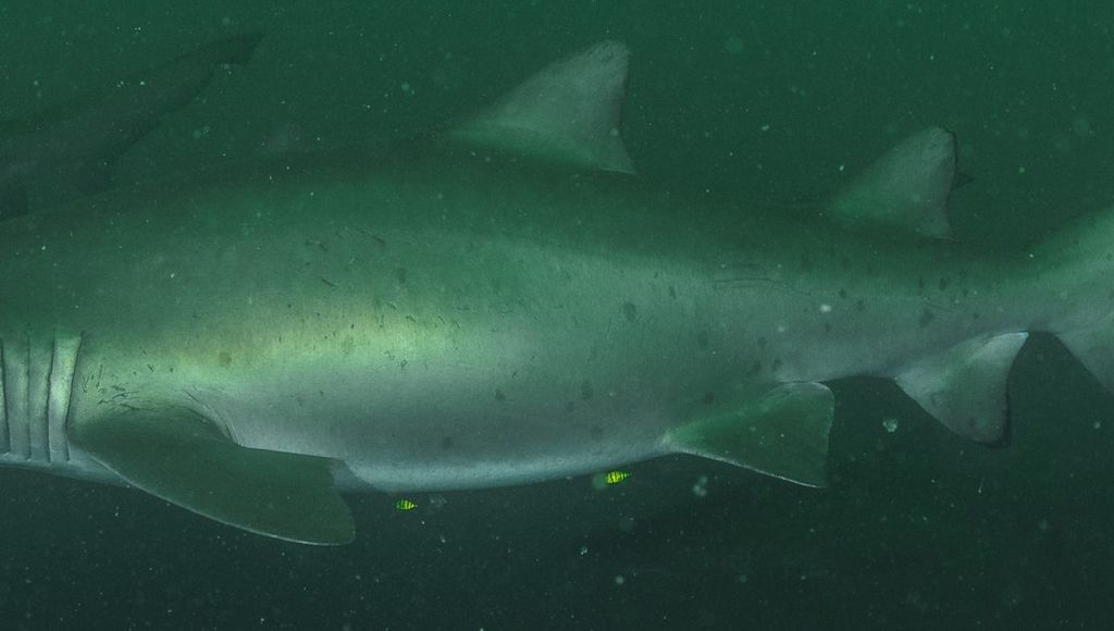 3f6da1e5-109f-4ff8-b51a-77349a33cc9c