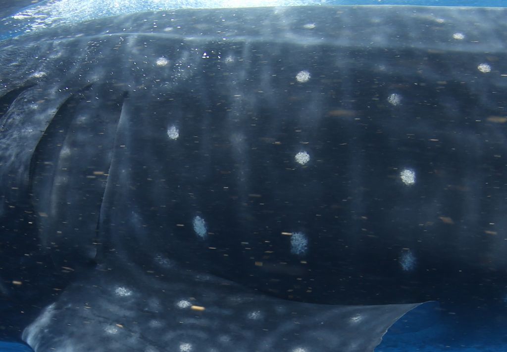 6dc6c205-ff32-4ef1-9865-50743d3bfde8