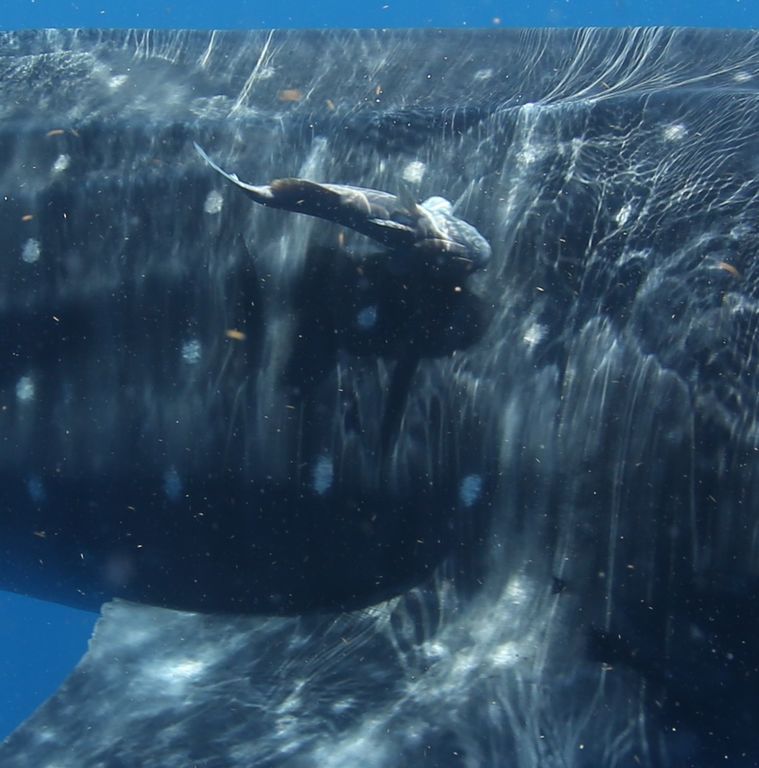 6dc6c205-ff32-4ef1-9865-50743d3bfde8