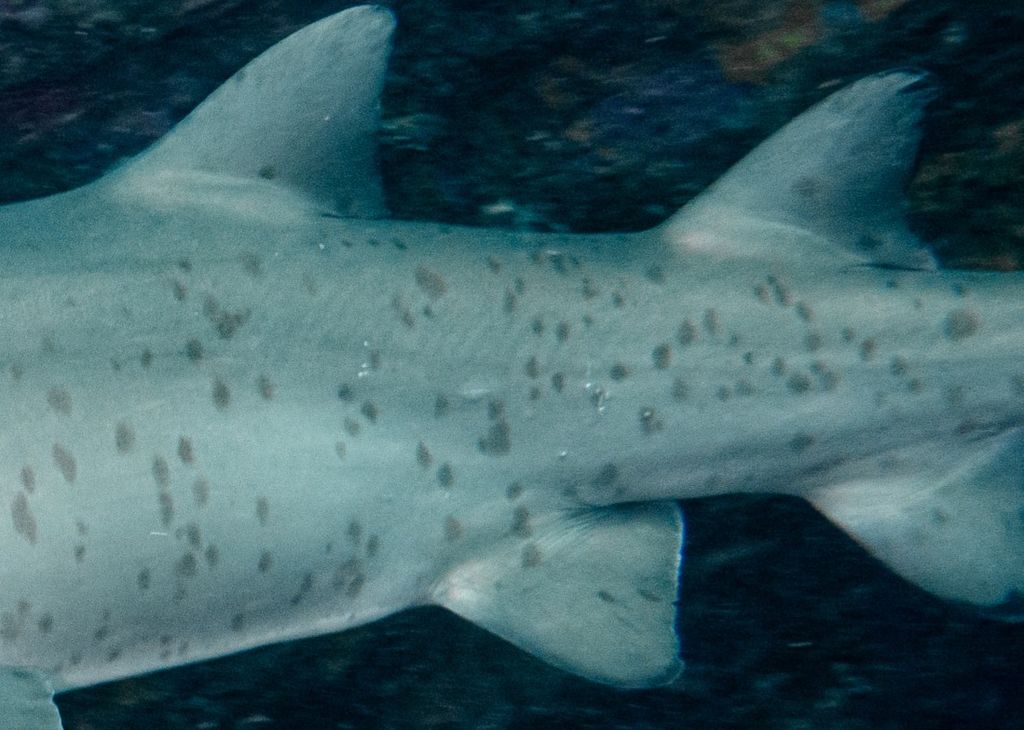 e8be6cb3-db4f-40e9-82c7-67a5f732c18f