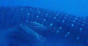 b23c68b7-ef9f-4460-83bd-6ee550032557