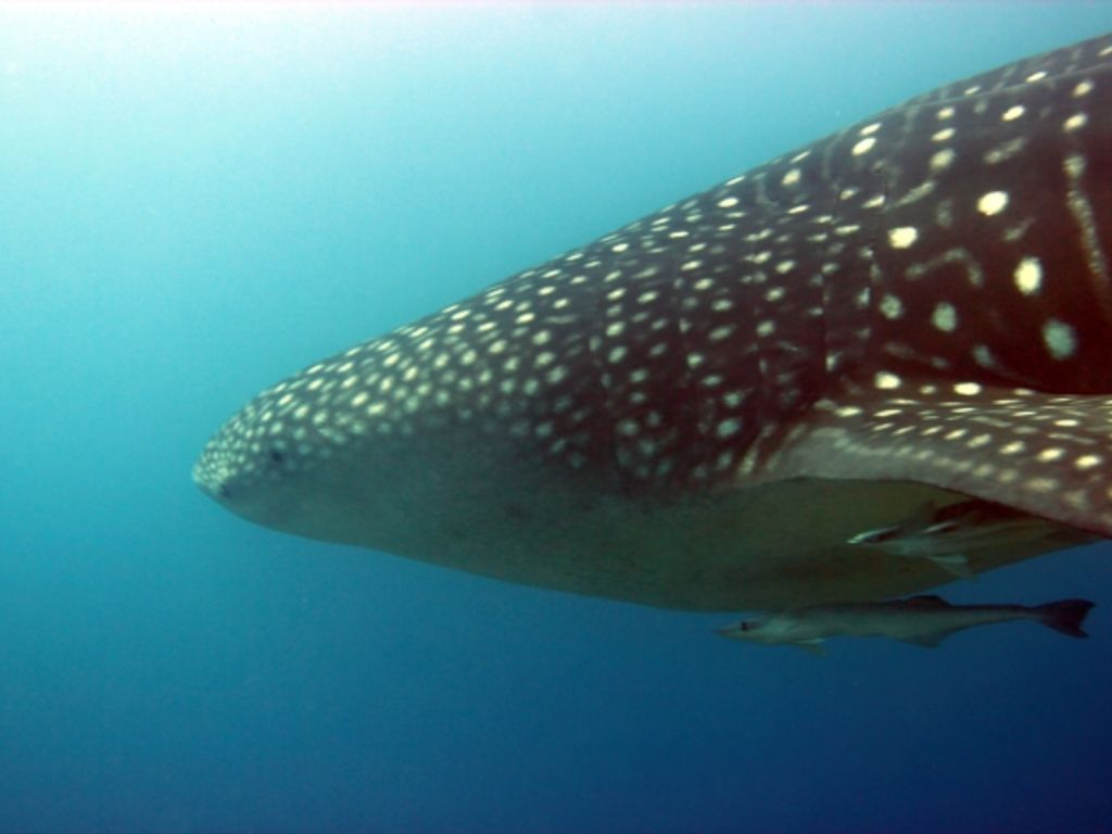 4df43c0e-af4f-41ca-a9a1-28f2e57790ba