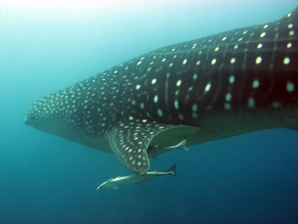 4df43c0e-af4f-41ca-a9a1-28f2e57790ba