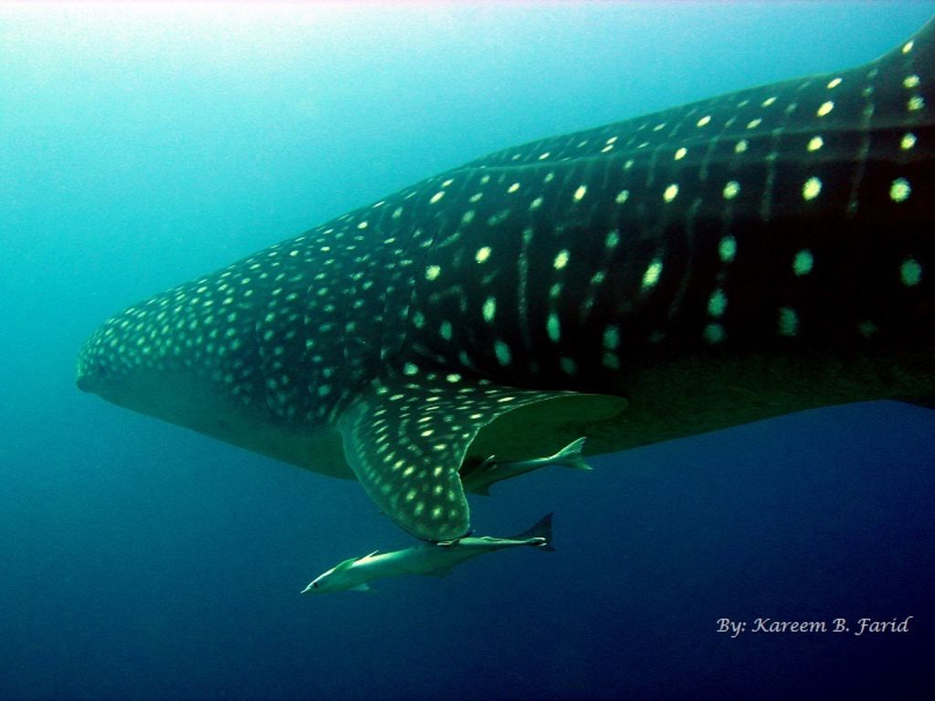 4df43c0e-af4f-41ca-a9a1-28f2e57790ba