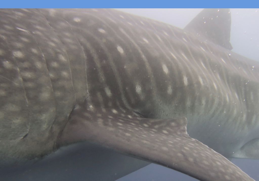 51146797-27e0-4170-a204-98b3e444ae30