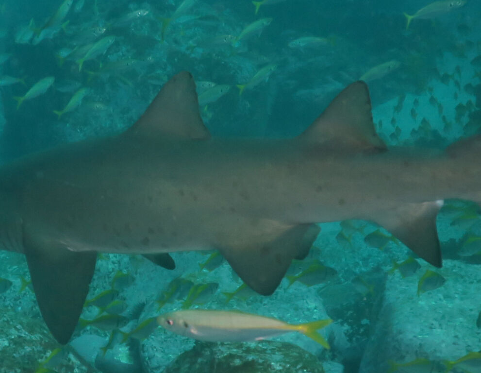 492ee63f-25d7-4936-9176-3774bc83cd0f