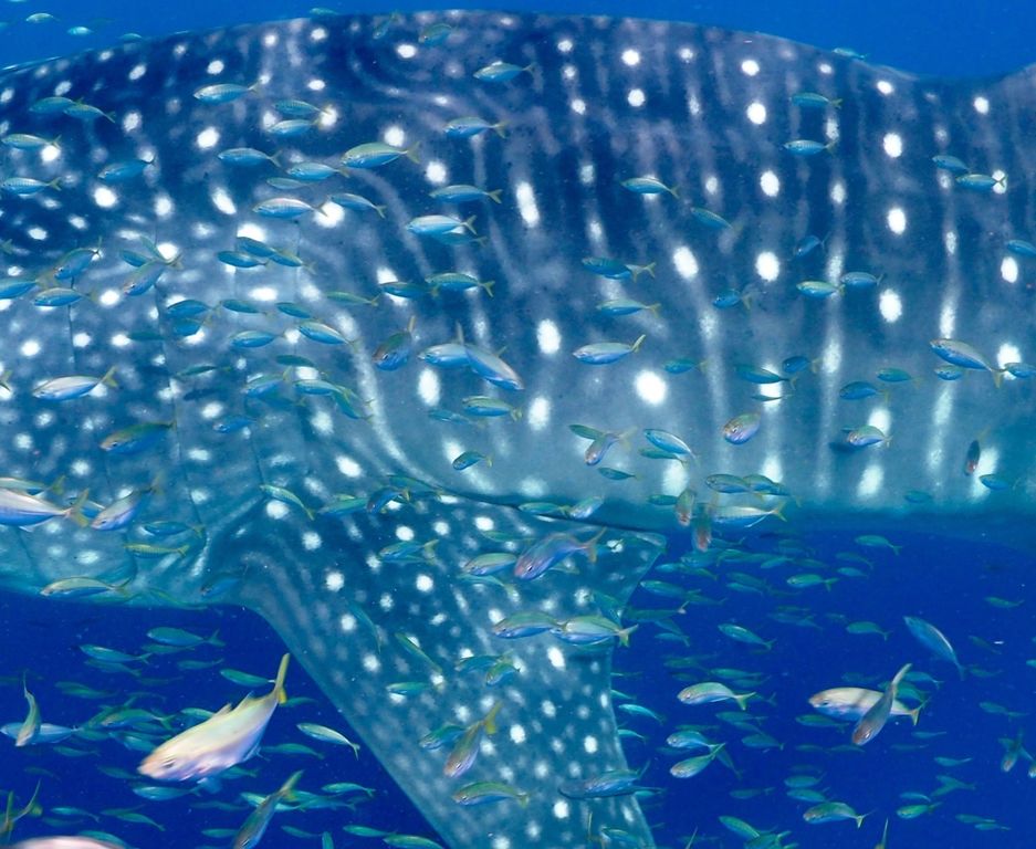 935e4457-c029-473a-8c44-cf010dc791c5