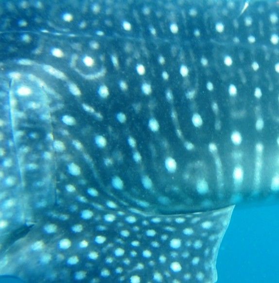 0bb18799-f4ae-4474-831b-0bdc11f3185b