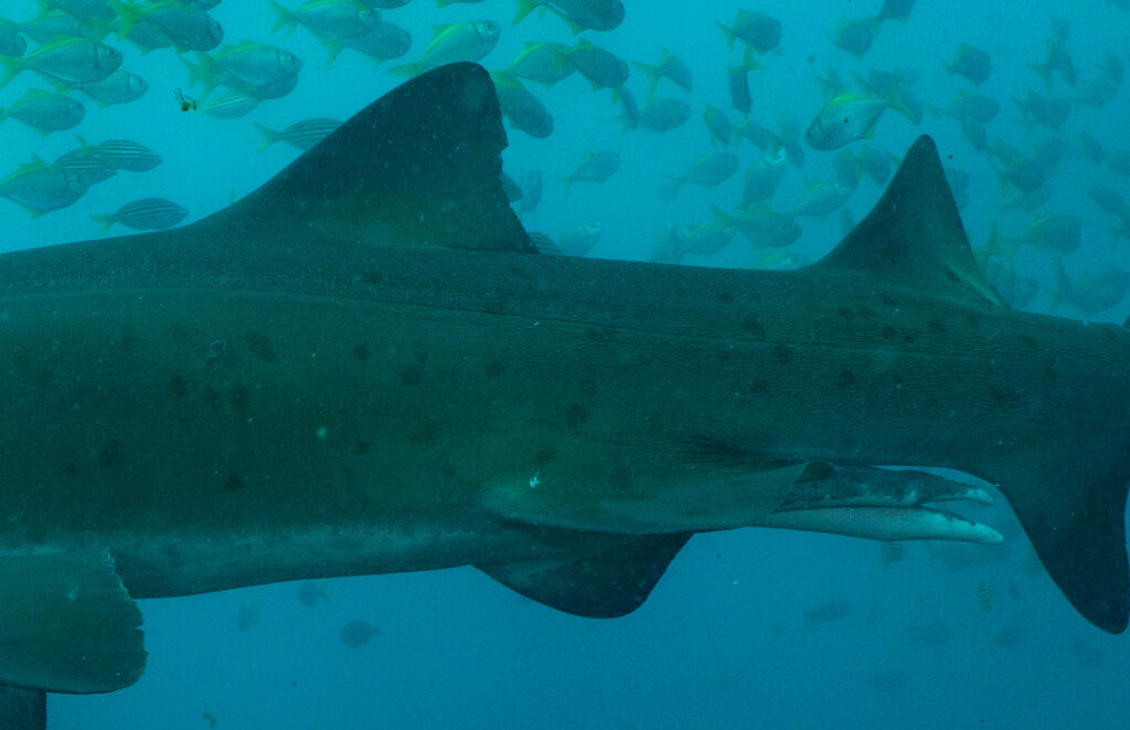 f0e3c8e3-84b5-41e2-8b49-99996c9a7dfc