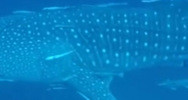 5ca85910-094c-41a7-81ef-03643ebe4ac3