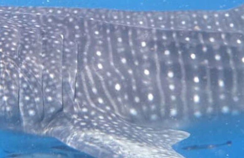 179266f4-309d-4996-b53b-a56d1ff0ac22