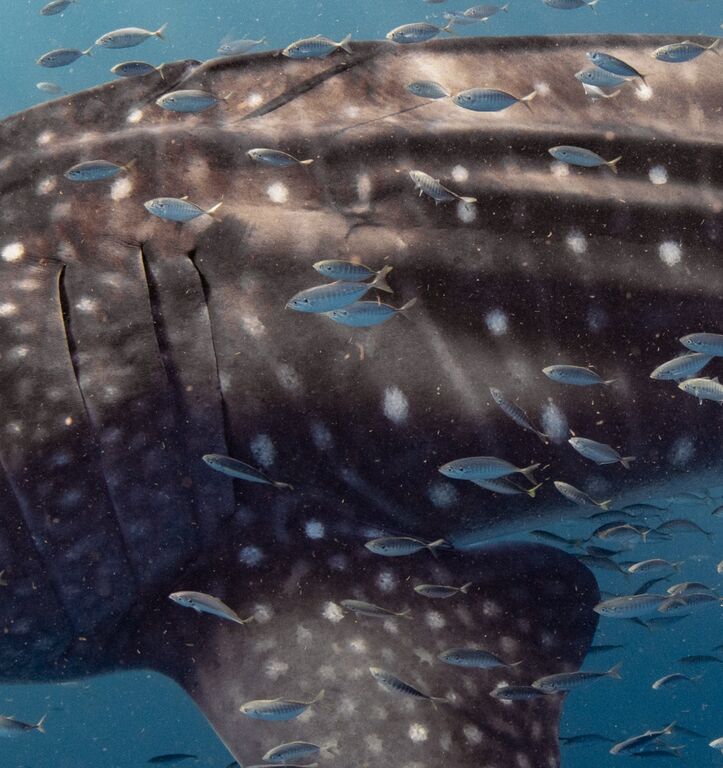 1551a82c-4ceb-4aec-8c0f-d5ee2837cc71