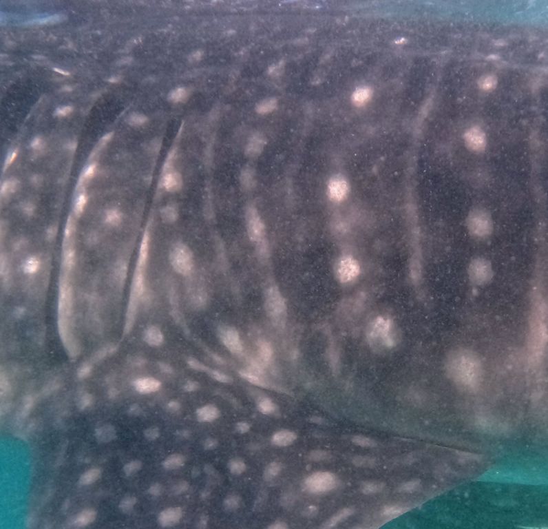 06fc34db-9a1a-4dd4-8137-19864b1a810a