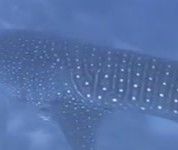 9f6977fa-9694-42d4-abc4-cb13748b5162