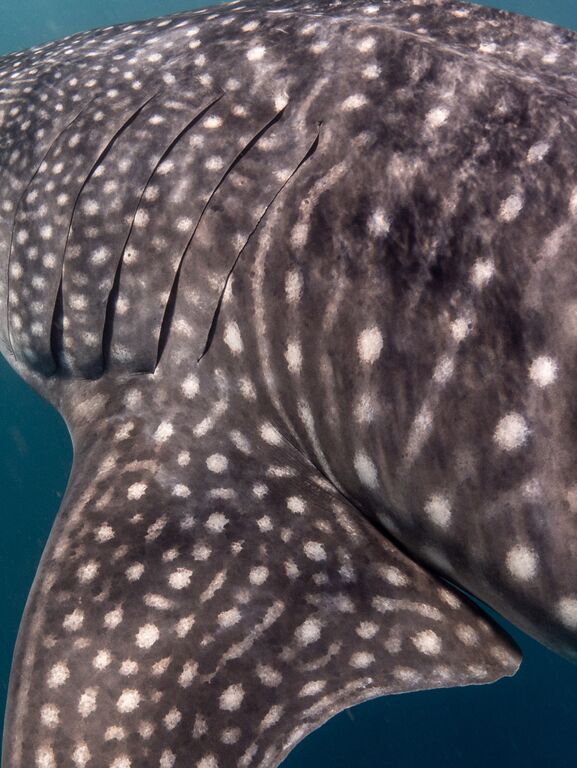 4ba90eed-5702-4031-9290-00b2b162c8cf