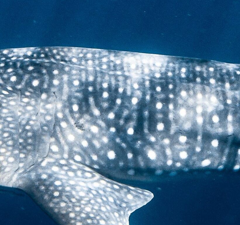 c1192c95-4b98-4899-b78f-d44c83f21664