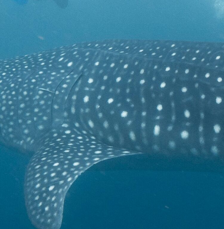 12d454f2-0dba-4976-a878-cfbe298c162f