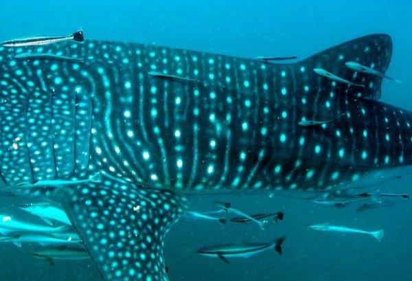 315eda5b-afe7-4b4e-ae44-1883469a3947