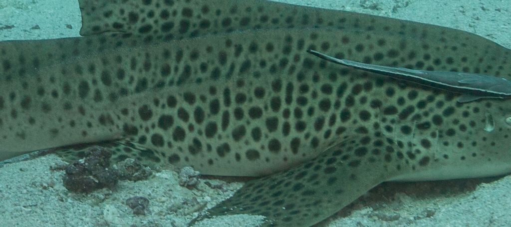 9fa8f534-f434-4ebf-8cee-b721f438edfd