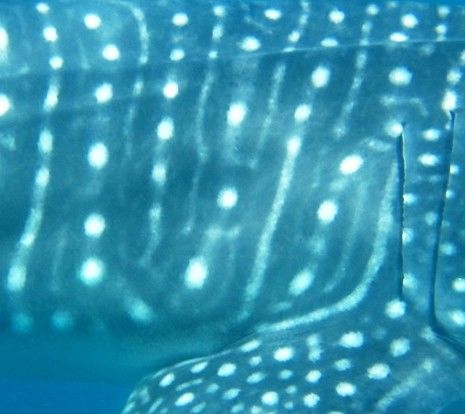 575c2cdc-b1f1-48d8-9fd1-eedfd62dd161