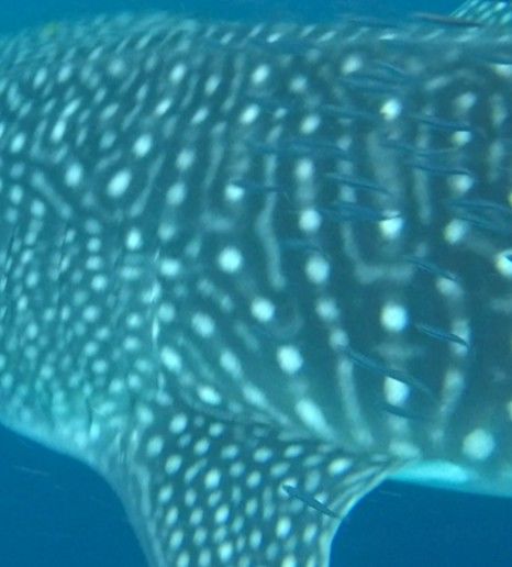 b20f2a3c-0b98-40bf-a322-83e8d690db2a