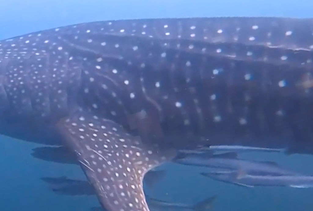 60f3c522-3617-45e9-91fb-9bb644725b0f