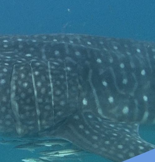 d267cfae-fc34-4cbd-9348-18e75d960755