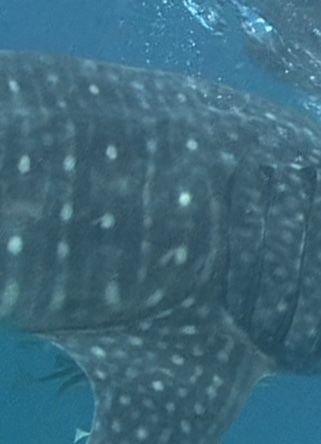 d267cfae-fc34-4cbd-9348-18e75d960755