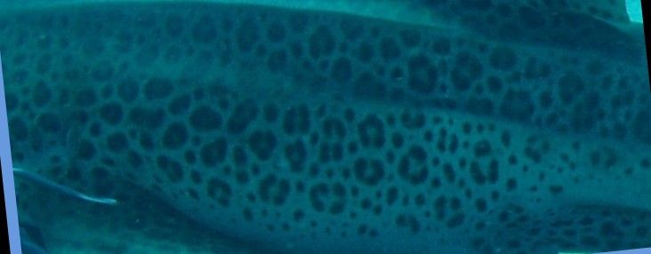 aac43e99-87a9-451f-87e7-a5b45945973a