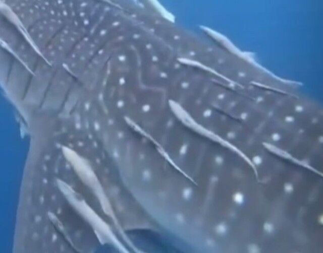 d82194f6-6507-4bcc-b5fb-385e578bbf14