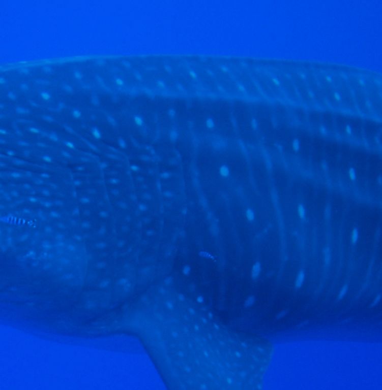 26799b53-4bf7-4baf-ba38-119014228c59