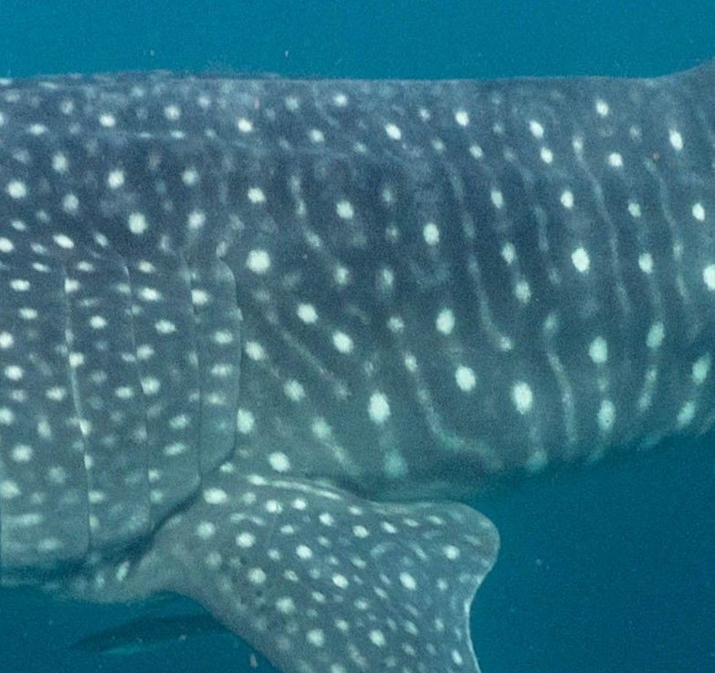 c74bc851-65a8-490a-b519-e298d2751faa