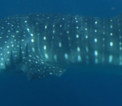 cf5dc2be-91ca-4bc4-84c5-747ab44bae5c