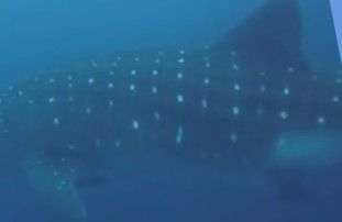 0f9fc7bf-4820-4f3f-a9e2-ee4ce9113c39