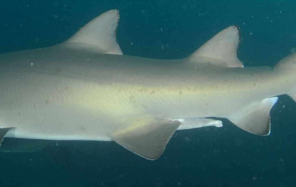 f21843a8-e646-430f-a6d5-2b413f5d9e73