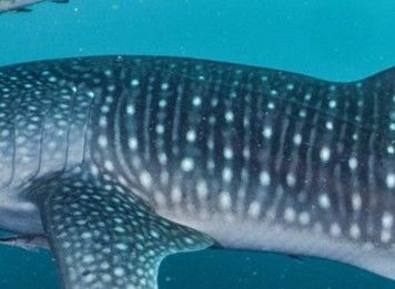 8cc4fb8b-6a8c-4a6b-aa96-9c66439492f2