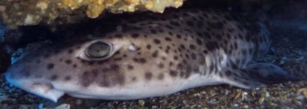 0313b90d-d1ef-46a2-8aca-804cb8fd5d96