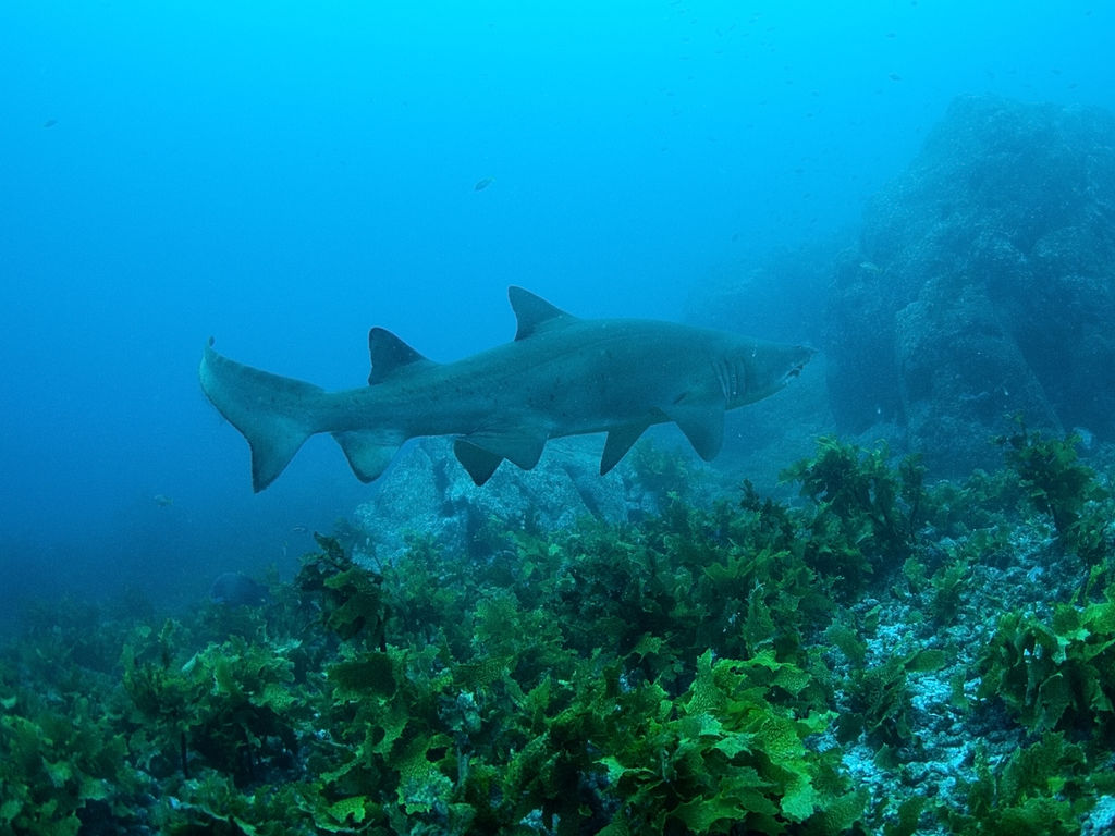 99c4972a-3d21-4f46-9e43-8d6722ed3382