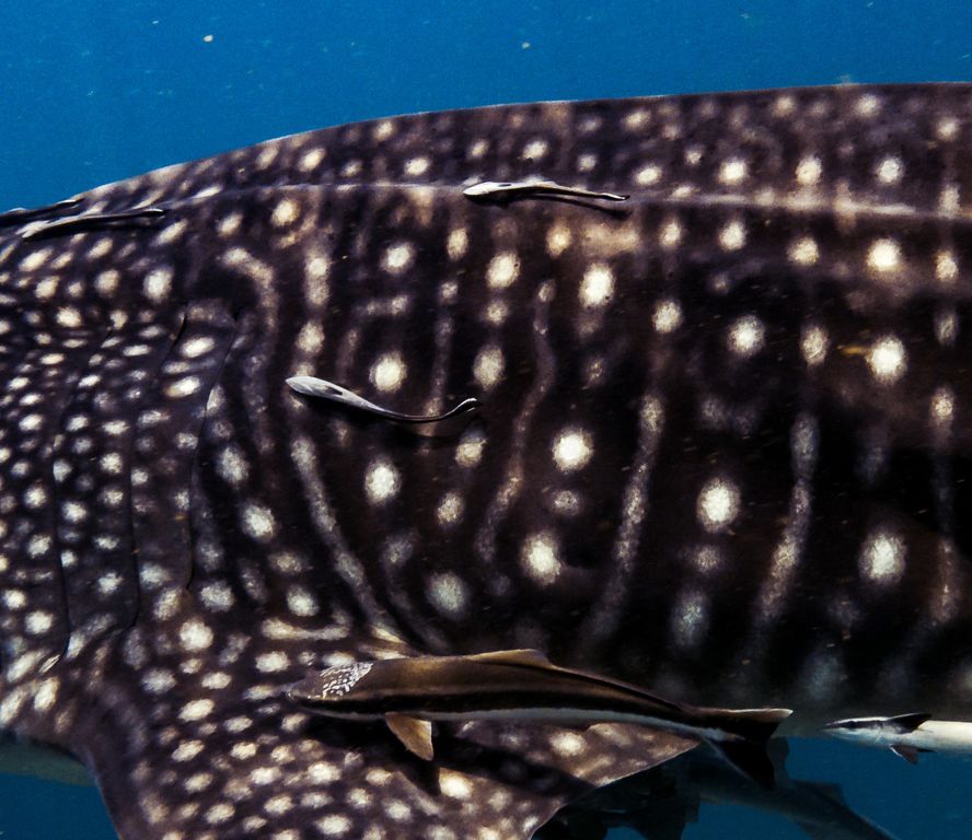 fe21332a-ffa2-4615-bc17-b0053fc78af5