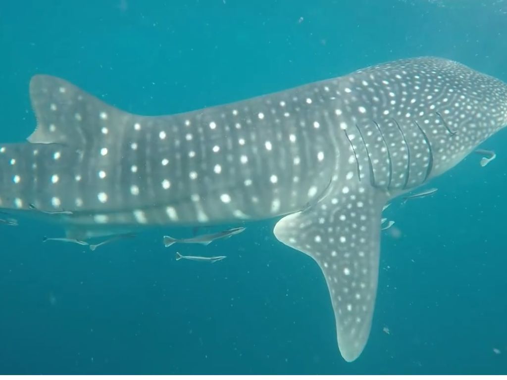 0a43be95-faa0-4a29-8f0d-1851b05d26a8