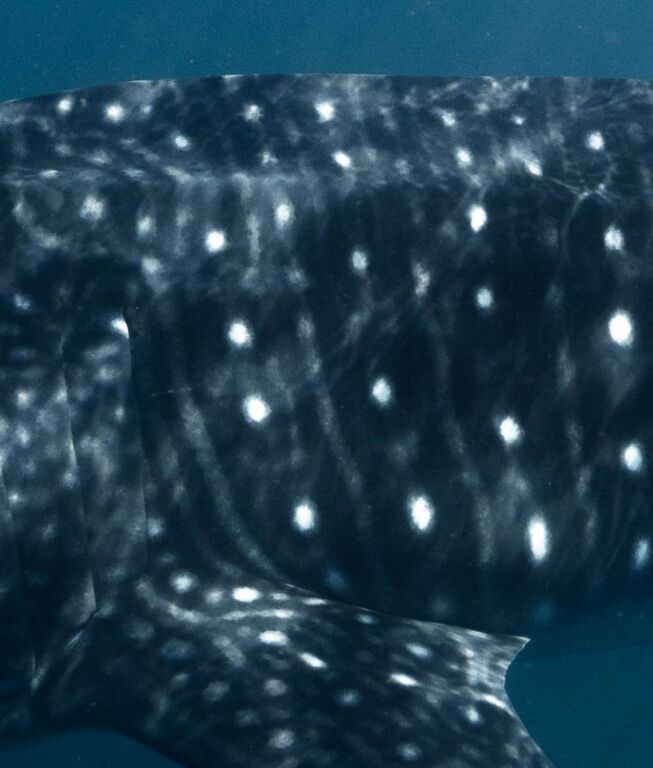 c0bc8950-382d-4fe3-b292-d2cbb8743a82