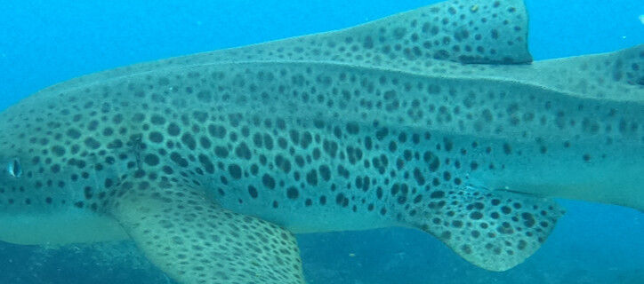 f0c4e632-4235-463a-8b6a-cdf61c20de40