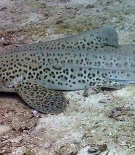 ef3b5125-2c5f-4b2e-b08a-6a2bf6a21cc2