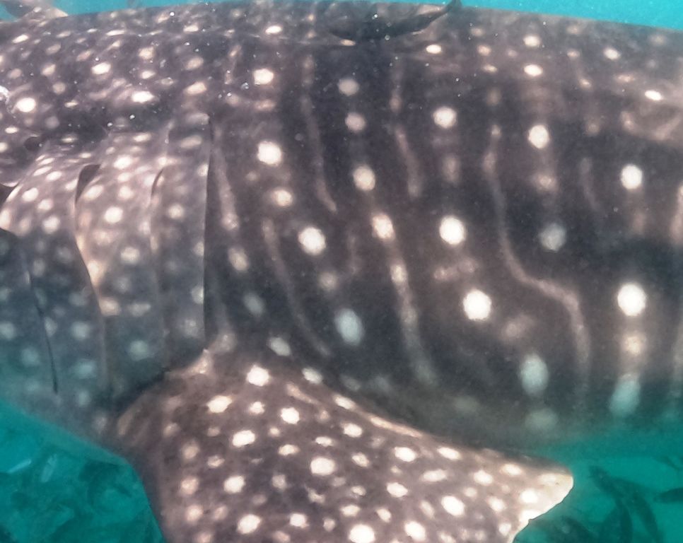 84e652f0-49e7-440b-92b1-1c3684b7900d