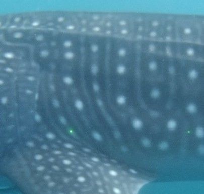 f52ab585-5715-44b8-adc7-56134fd213b1