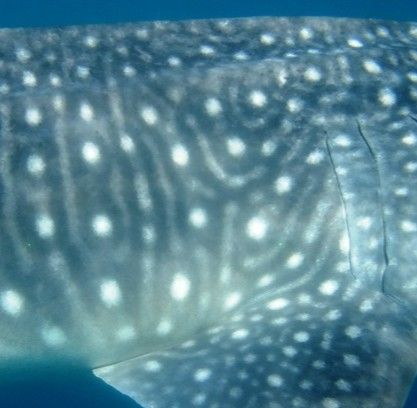 f52ab585-5715-44b8-adc7-56134fd213b1